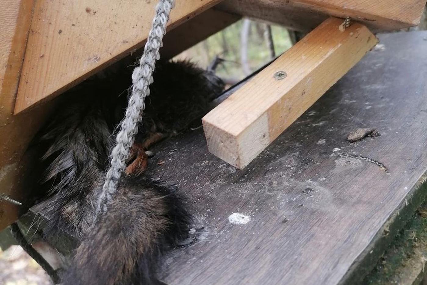 Кому перешли дорогу птицы и белки? В Тимирязевском парке животные стали жертвами вандалов