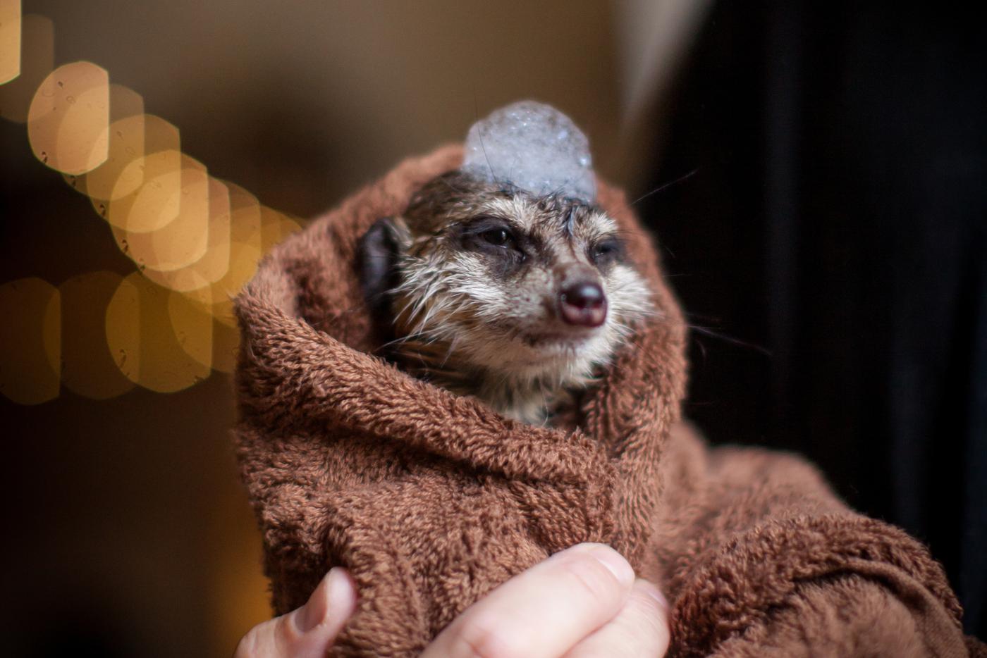 В московской квартире живут 15 сурикатов. Metro узнало, как эти зверьки помогают по хозяйству