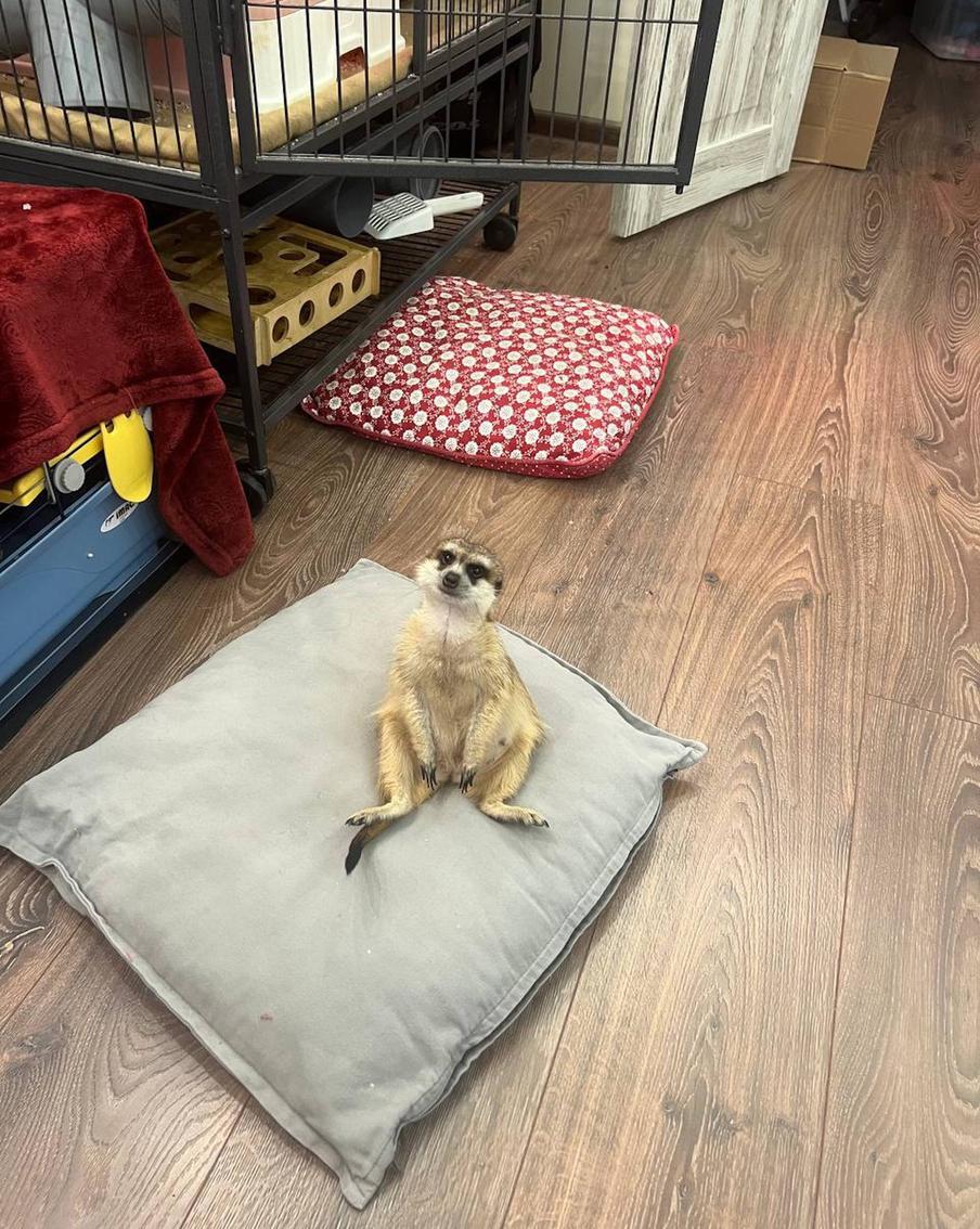 Сурикаты любят сидеть на подушечках.