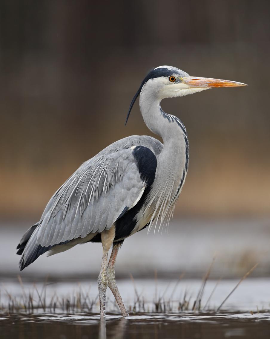 В скором времени водоплавающие птицы Московской области улетят в тёплые края