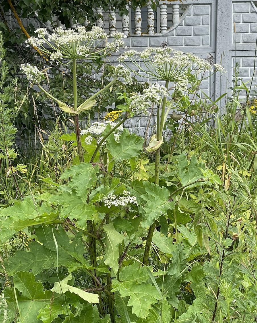 Владельцев земель могут обязать принимать меры против борщевика