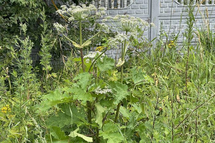 Владельцев земель могут обязать принимать меры против борщевика