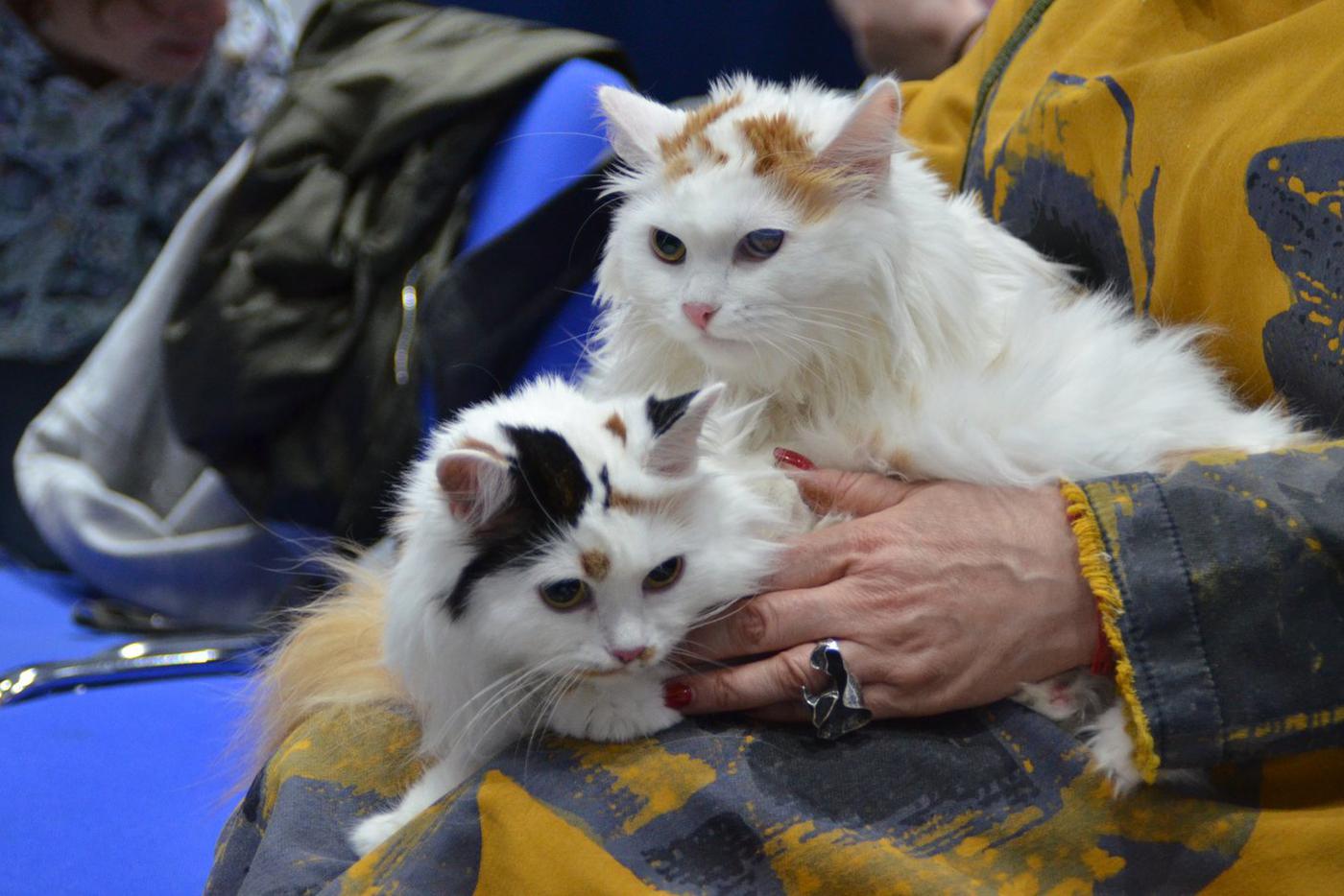 Осознанные кошки, понимающие человеческую речь