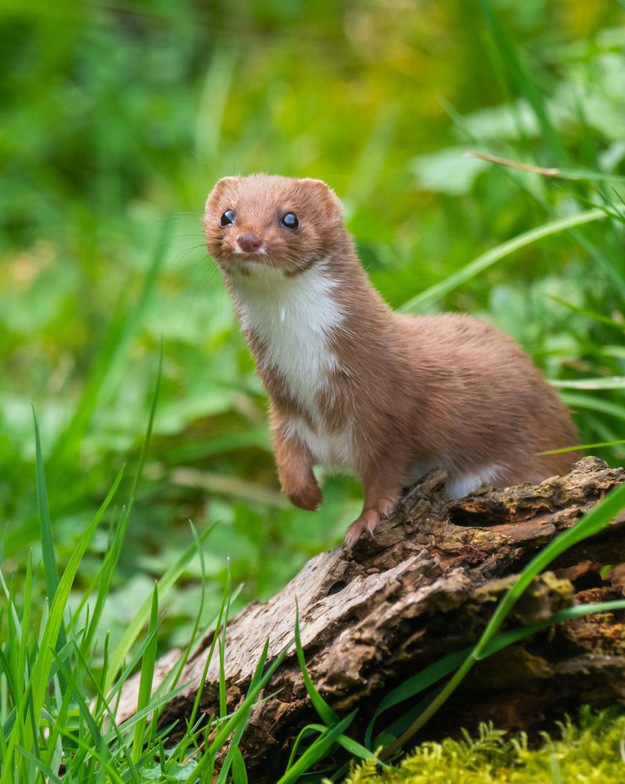 Увидел ласку – не спеши гладить: в столичных дворах появился самый маленький хищник