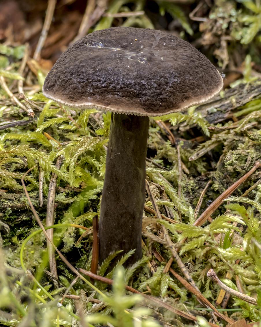 В России вступила в силу статья УК,  устанавливающая ответственность за незаконный сбор краснокнижных растений и грибов