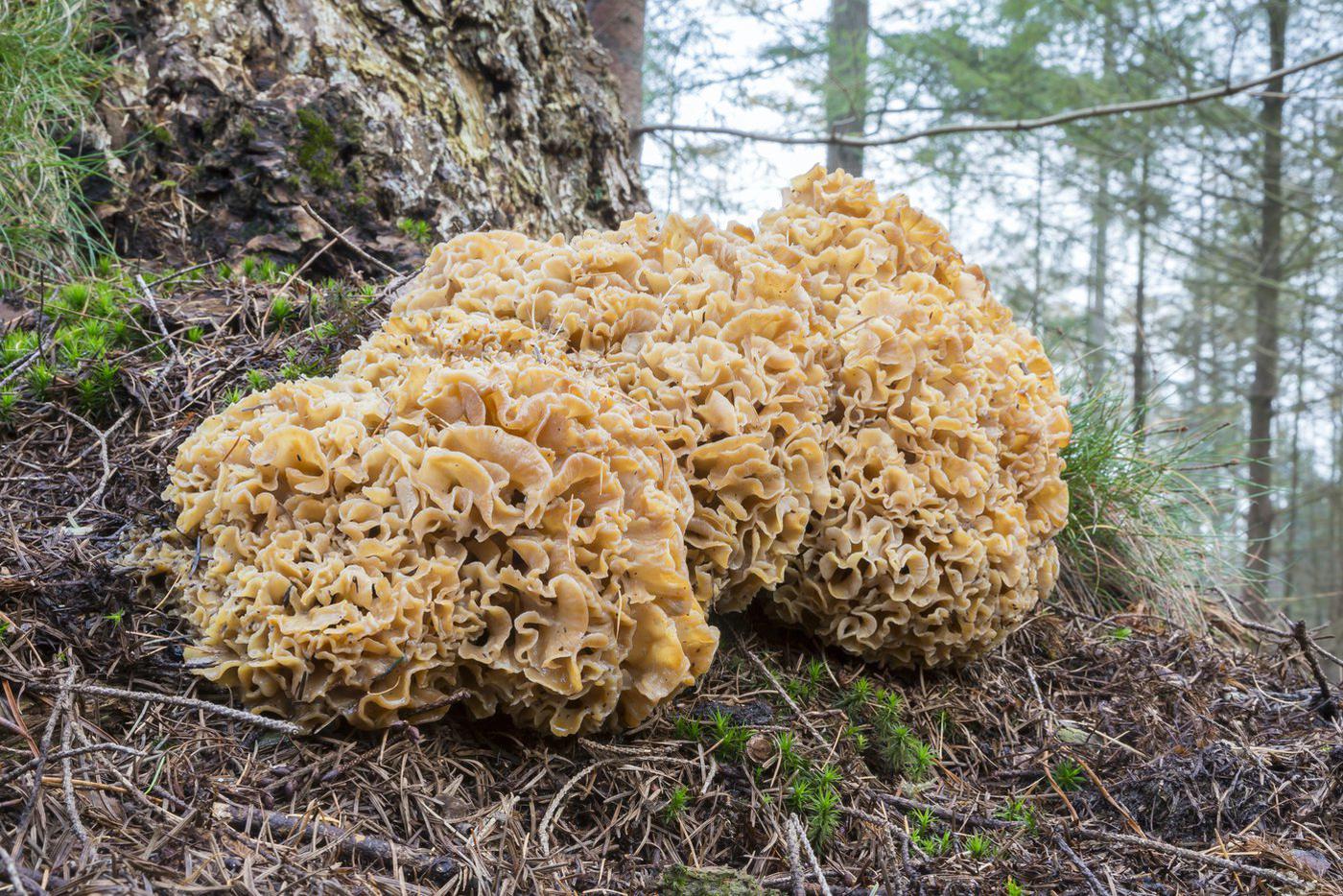 Спарассис курчавый В последние несколько лет отмечался в Покровском-Стрешнево, Кузьминках, Сокольниках. Гриб пищевой и несмотря на запрет привлекает собирателей.