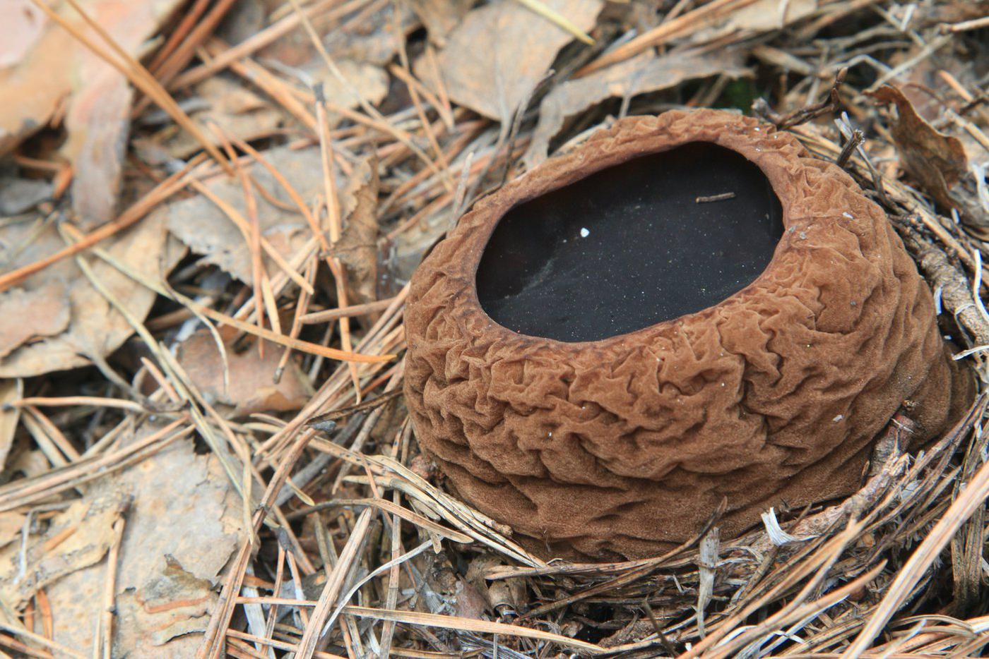 Саркосома шаровидная Изредка встречается по всей Московской области. Зафиксирована находка в Новой Москве близ Наро-Фоминска. Спутать этот гриб с другими довольно сложно. Он похож на горшочек, заполненный желеобразной массой. Именно ради этой массы, называемой ещё "земляным маслом", и собирают этот гриб, который используется в народной медицине.