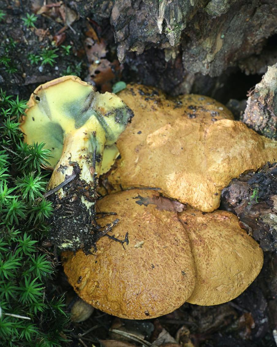 Бухвальдоболет древесинный В период с 2015 по 2019 год в Москве его находили три раза. Этот гриб можно принять за моховик, однако в силу огромной редкости вида (не более 10 наблюдений на территории России) встретить его для рядового грибника практически невозможно.