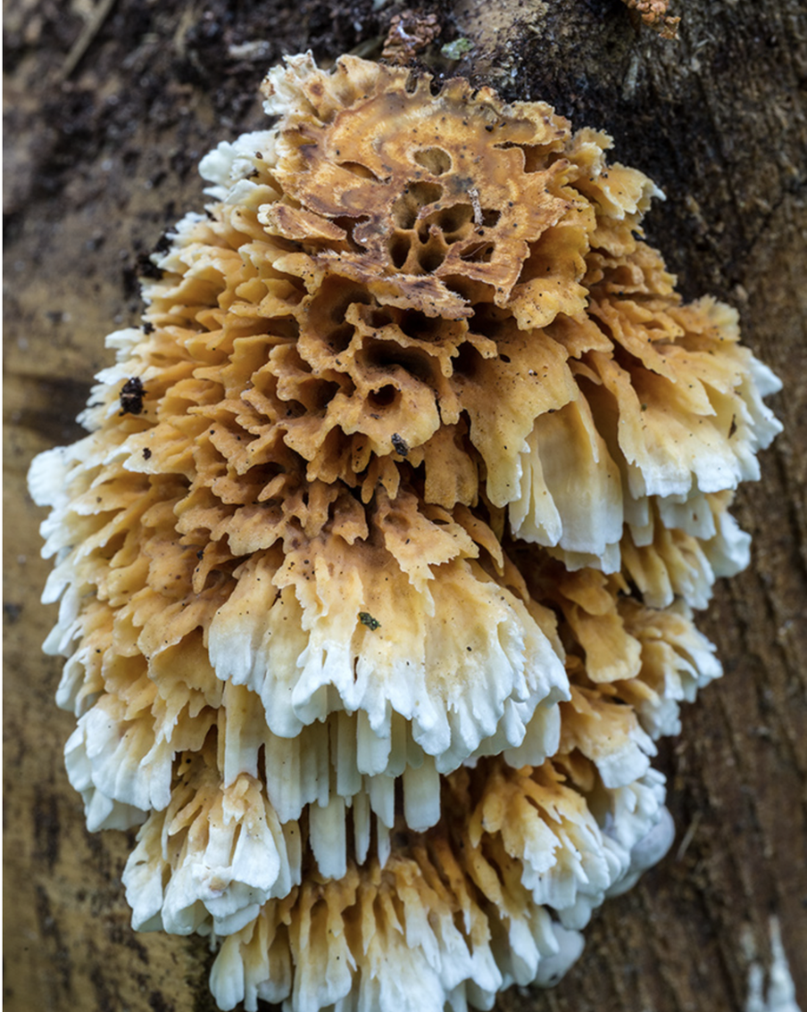 Пикнопореллус бело-жёлтый Однажды его встречали в Новой Москве, вблизи Внуково. По данным сайта iNaturalist, на сегодняшний момент в России обнаружено только 12 местообитаний этого гриба.