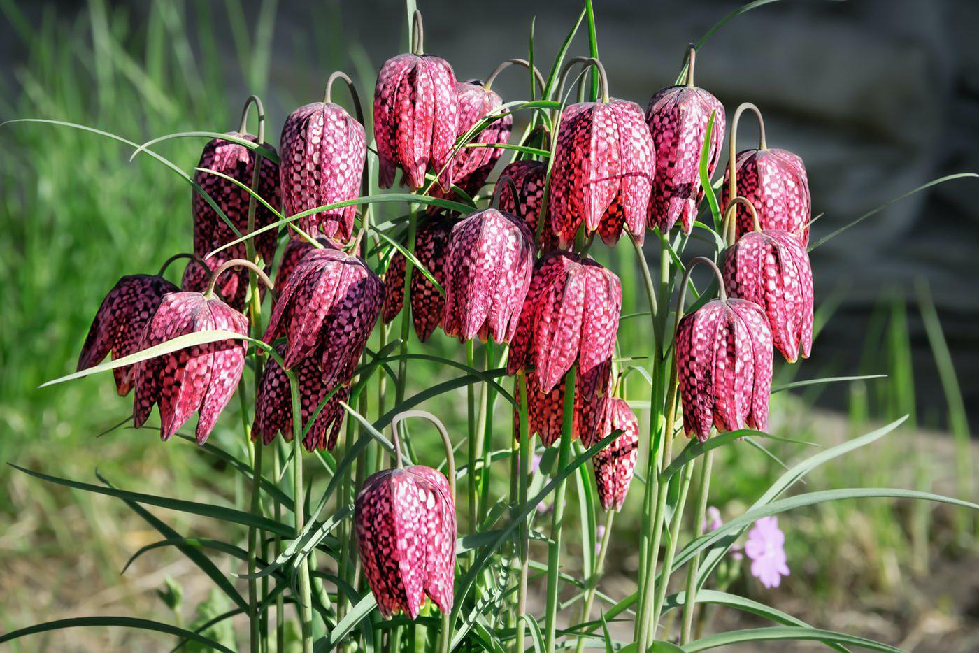 Рябчик шахматный На первый взгляд цветок напоминает перевёрнутый тюльпан. В отличие от других подвидов на бутоне есть чёткое изображение. Шахматку образуют чередующиеся сегменты чёрного и красного цветов или других расцветок: от белого до сиреневого.