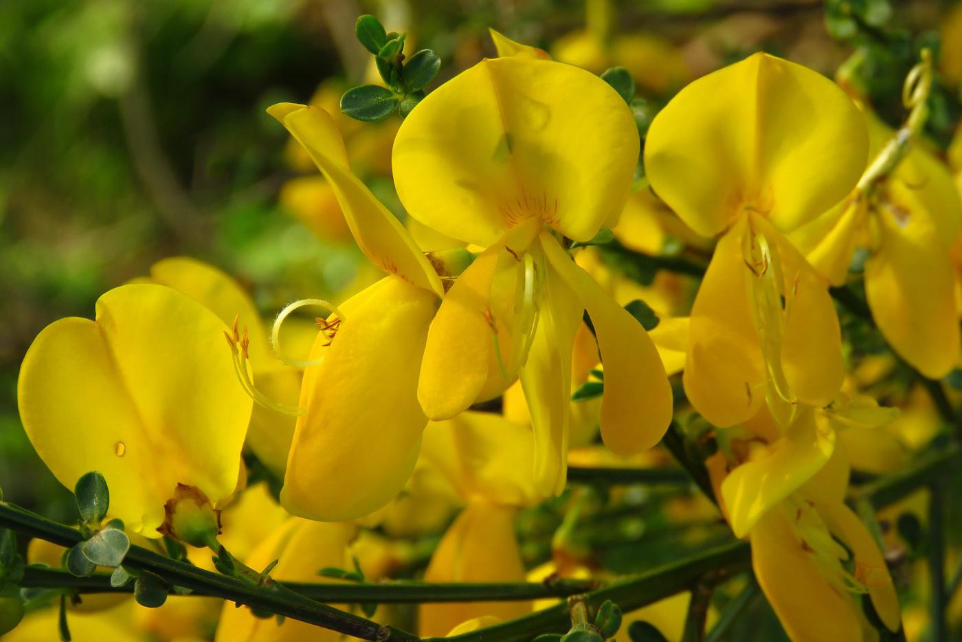 Дрок красильный Своим названием растение обязано тому, что ещё в древние времена из его побегов и цветков добывали краску для окрашивания тканей. Несмотря на то ядовитость, его листья и семечки обладают лечебными свойствами и широко используются в народной и традиционной медицине. Как и многие бобовые, дрок красильный хороший медонос.