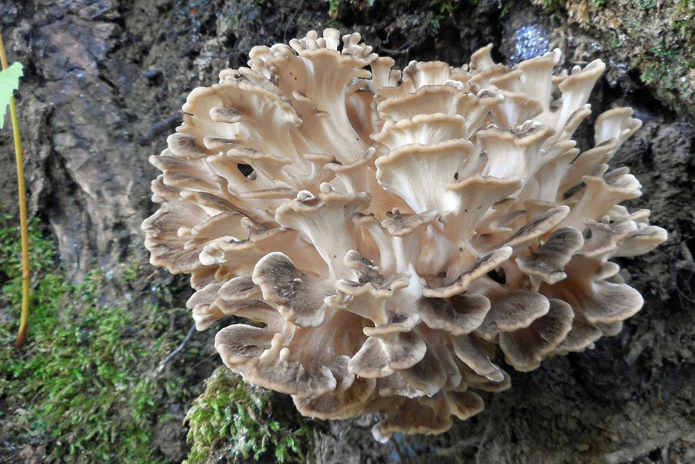 Грифола курчавая, или гриб-баран Его не раз находили на территории Тимирязевского парка и парка "Останкино", по одному разу – в Измайловском парке, на Воробьёвых горах, в Кусковском лесопарке и в районе Одинцово. Гриб съедобный и подвергается сбору несмотря на охранный статус.