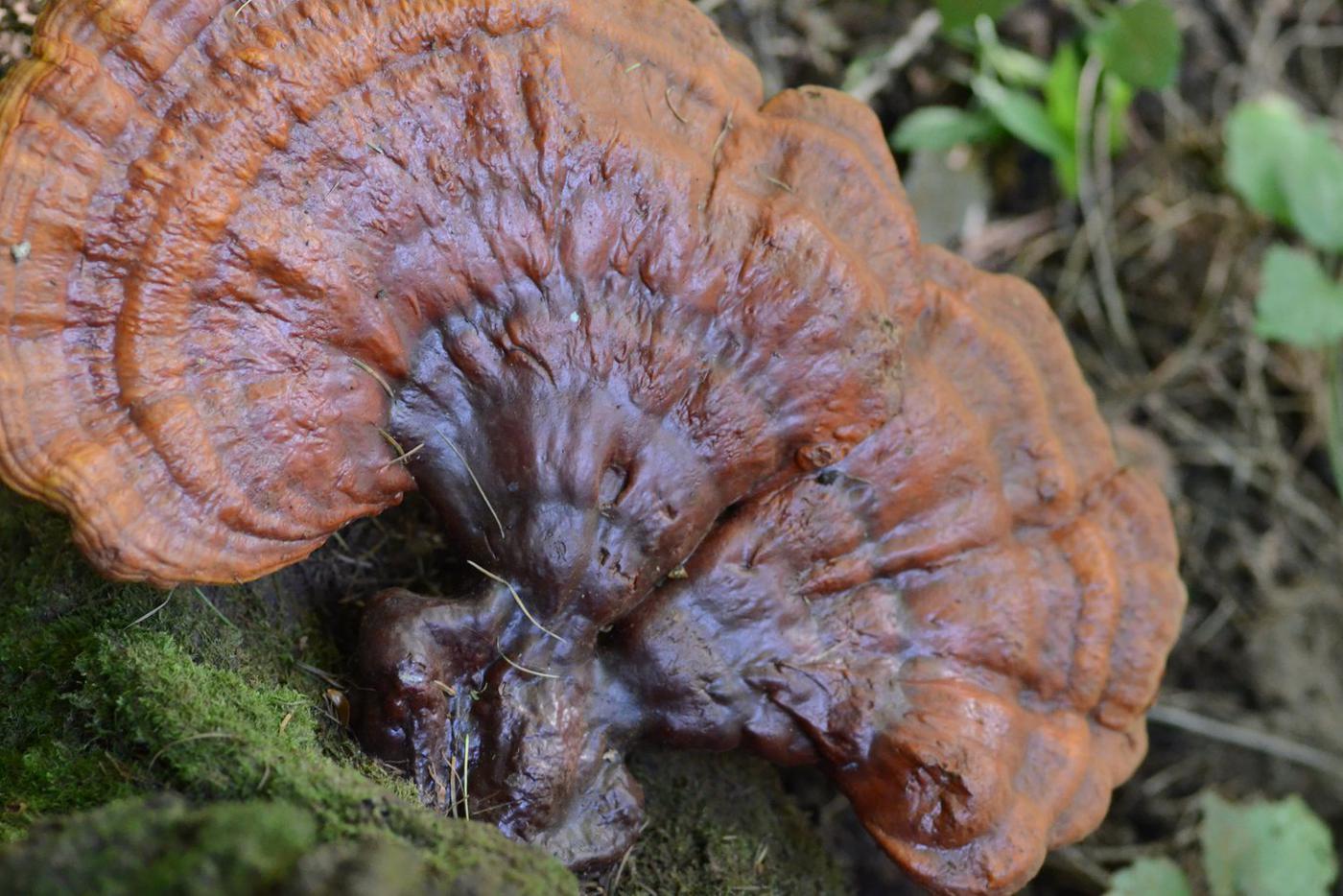 Трутовик лакированный, или рейши Крайне редкий гриб. Были находки в Тимирязевском парке, Валуевском и Ульяновском лесопарках Новой Москвы. Рядовой грибник этого гриба не знает и вряд ли станет собирать какой-то трутовик. Рейши становится жертвой изощрённого сборщика лекарственных грибов, которого не останавливает даже Красная книга.