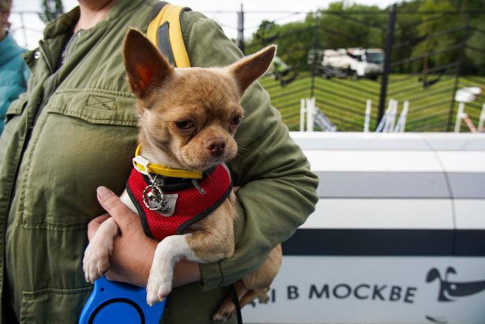 Как в столице продуктовые тележки стали транспортом для собак