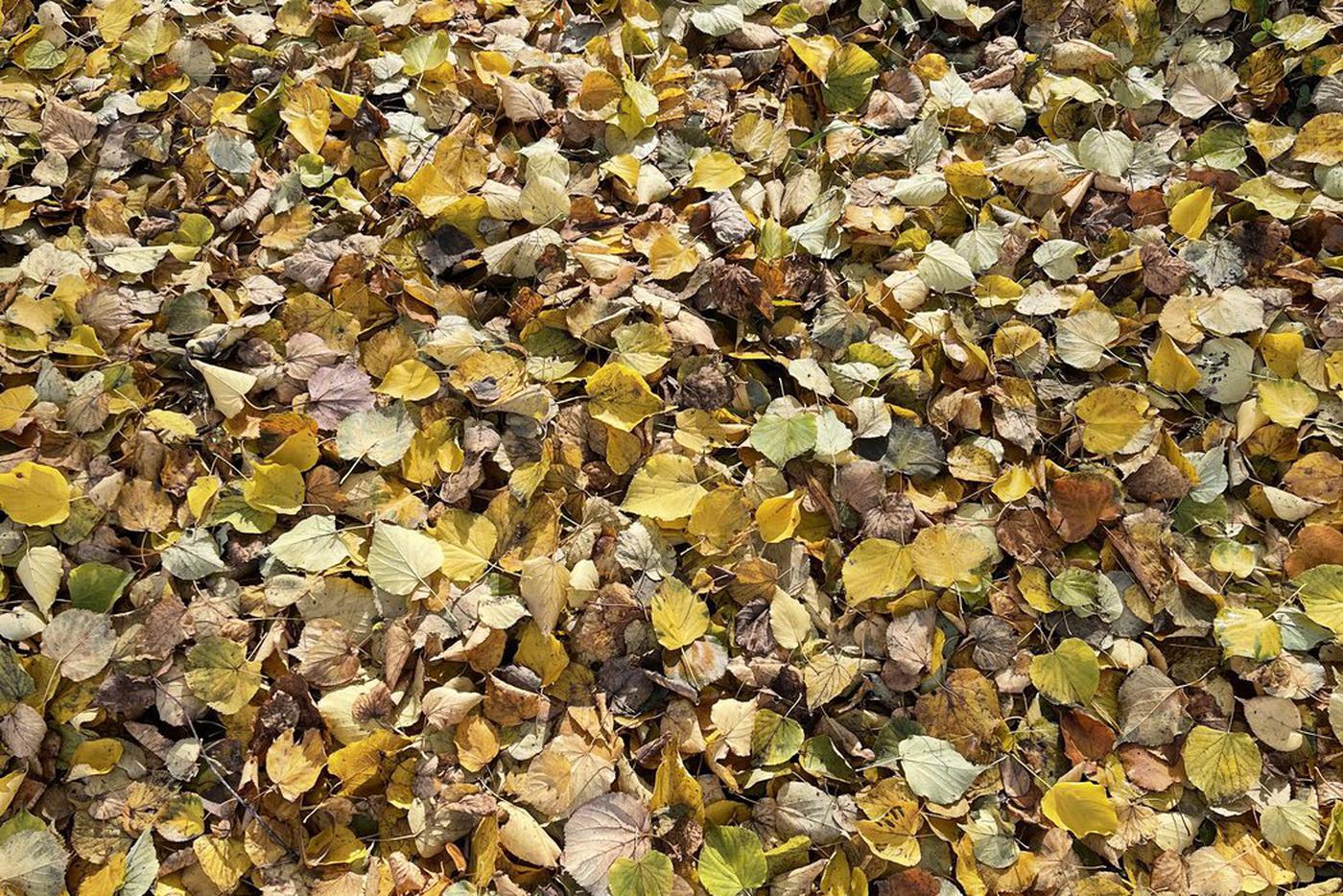 В Комлесхозе МО рассказали, что делать с опавшими листьями