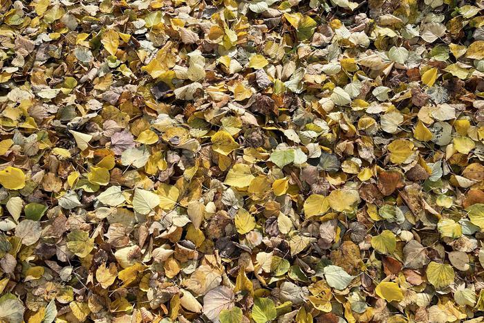 В Комлесхозе МО рассказали, что делать с опавшими листьями