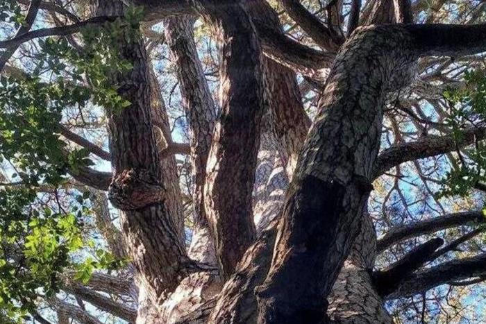 Учёные признали ошибку в определении возраста сосны Палласа в Крыму