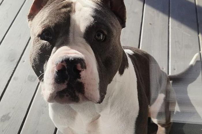 Сколько стоит бесплатно обнять "бойцовскую" собаку: в Москве сдают в аренду американского булли