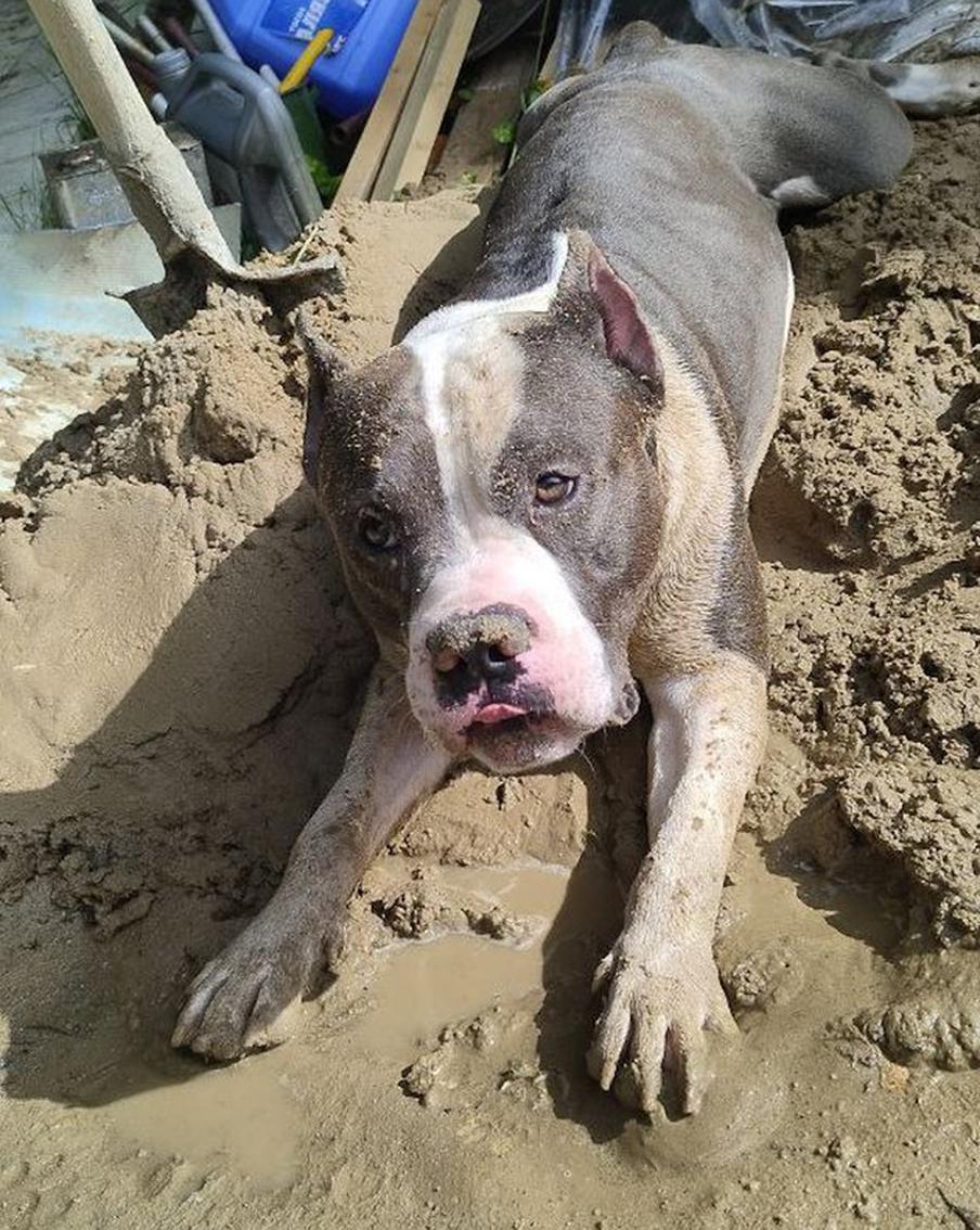 Очередные проделки Боба