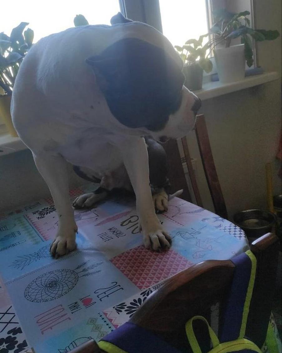 Боб залез на стол