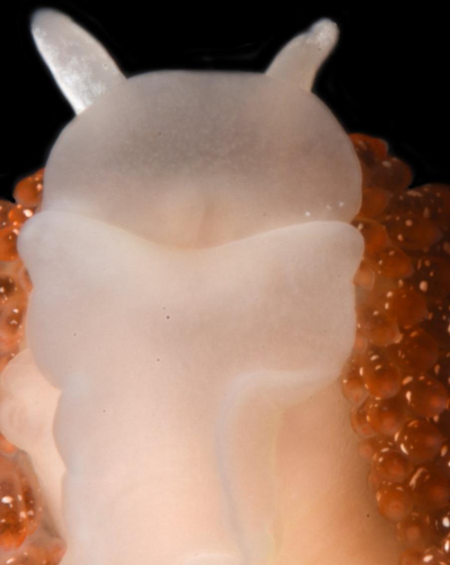 На Курильских островах открыли новый вид моллюска