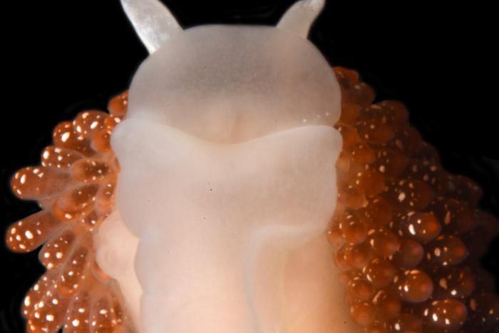 На Курильских островах открыли новый вид моллюска