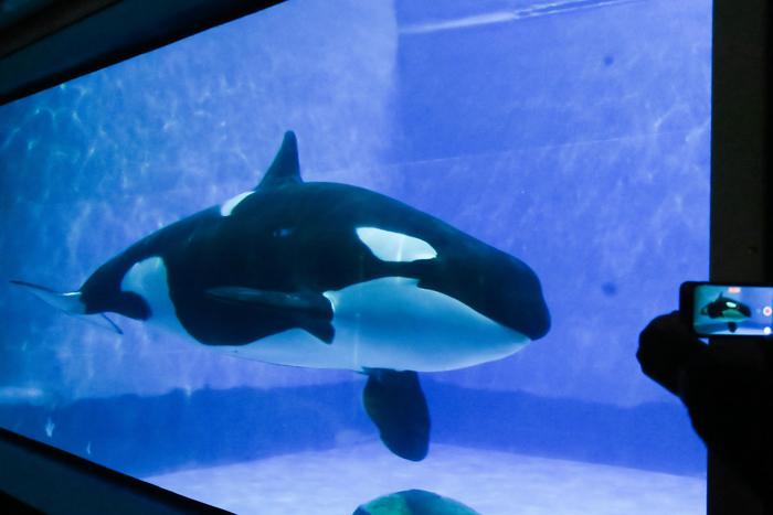 Беременность спасла косатку Наю от депрессии. Грустная история будущей мамочки