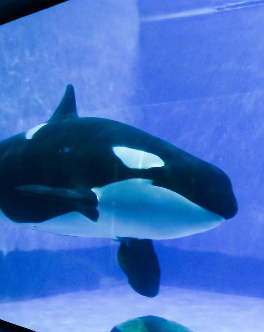 Беременность спасла косатку Наю от депрессии. Грустная история будущей мамочки