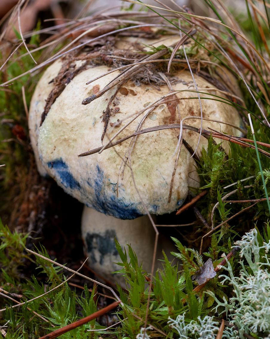 Комлесхоз Подмосковья напомнил про уголовную ответственность за сбор редких грибов