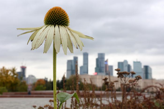 Москвичам рассказали, чего ждать от погоды