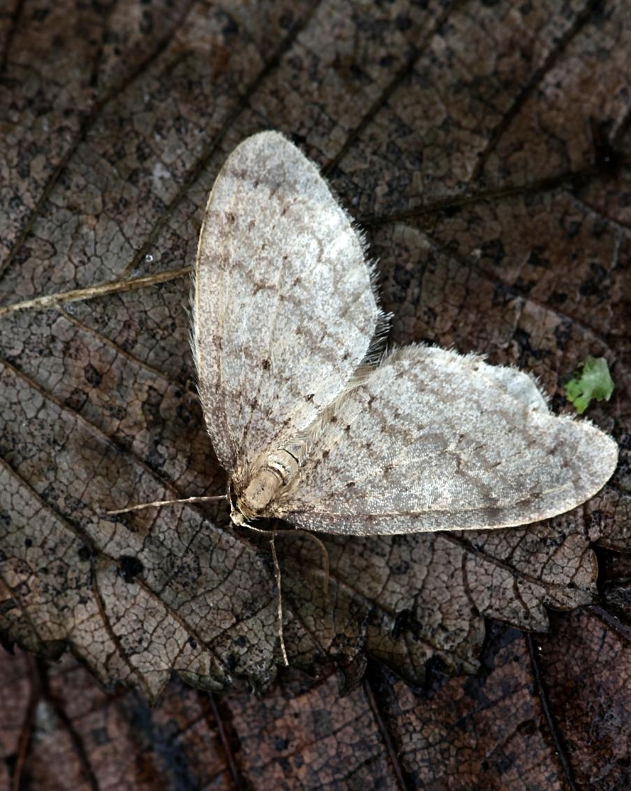 Комитет лесного хозяйства Подмосковья рассказал об осеннем "двойнике" шелкопряда