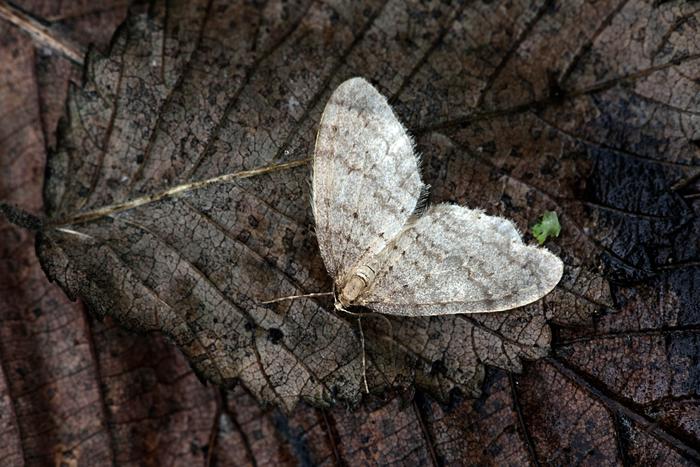 Комитет лесного хозяйства Подмосковья рассказал об осеннем "двойнике" шелкопряда