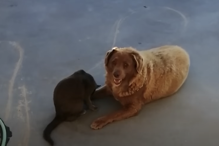 Хозяин старейшего пса в мире рассказал, как его домашний питомец дожил почти до 32 лет