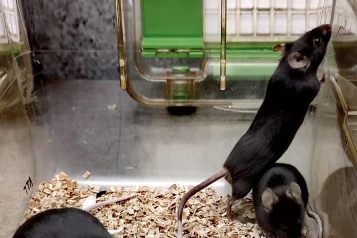 Мышки-толстушки на страже науки: к чему может привести редактирование генов