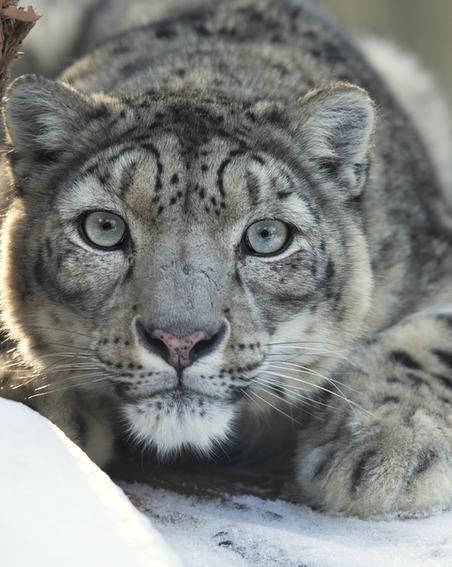 Русские разработчики создали нейросеть для отслеживания снежных барсов