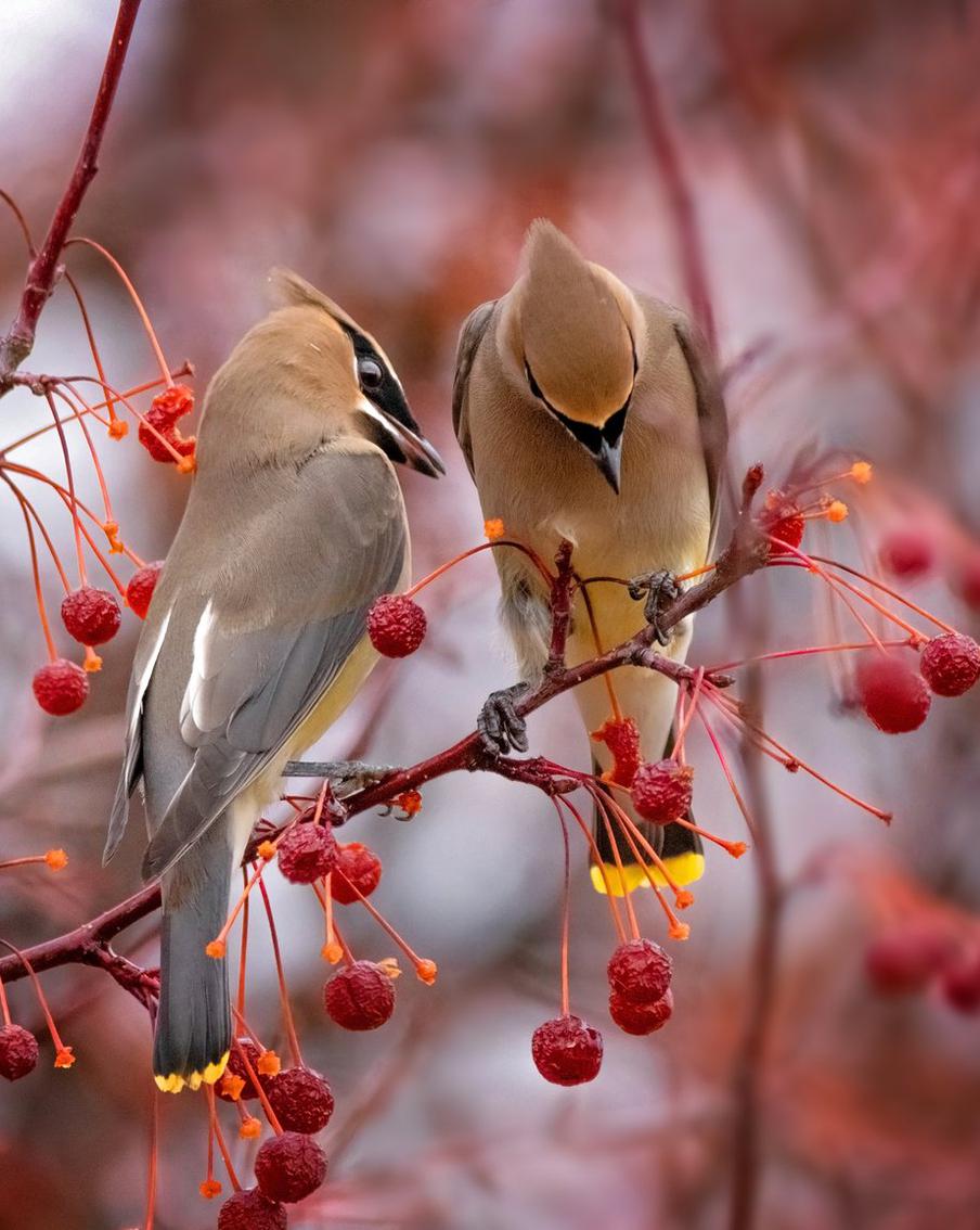 Что делать, если вы увидели пьяную птицу: рассказывает орнитолог