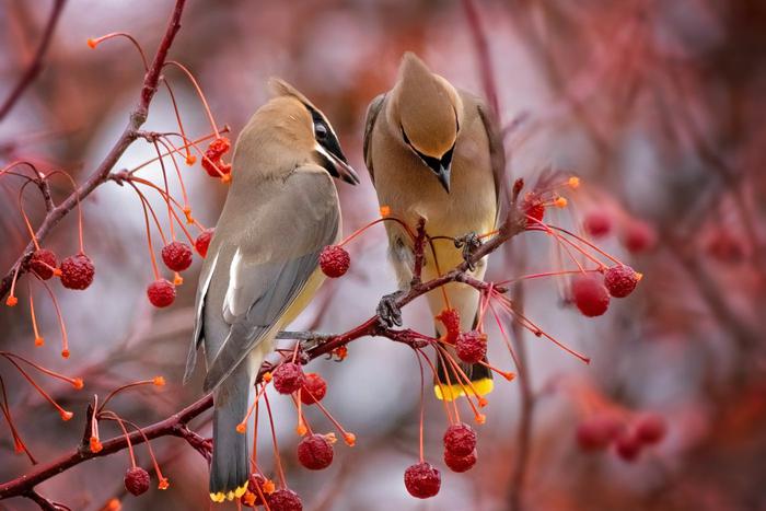 Что делать, если вы увидели пьяную птицу: рассказывает орнитолог