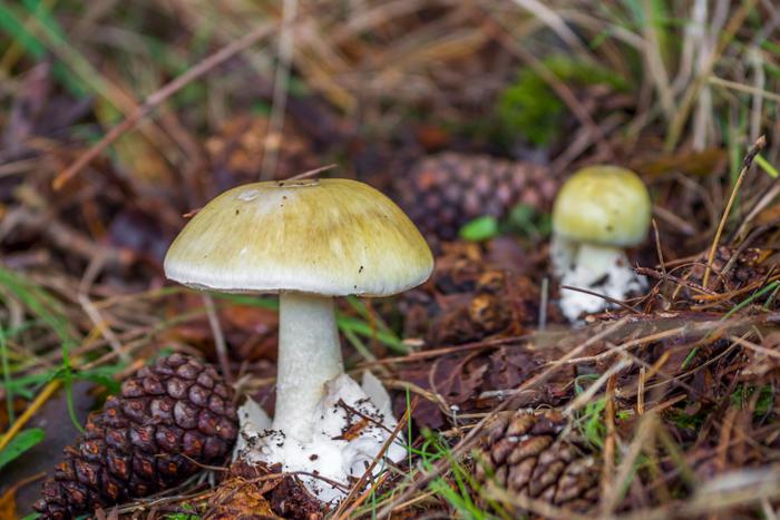 Георгий Филимонов предупредил об опасностях сбора грибов осенью