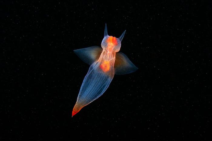 Учёные из МГУ первыми засняли, как ангелы машут крыльями и ведут охоту на чертей