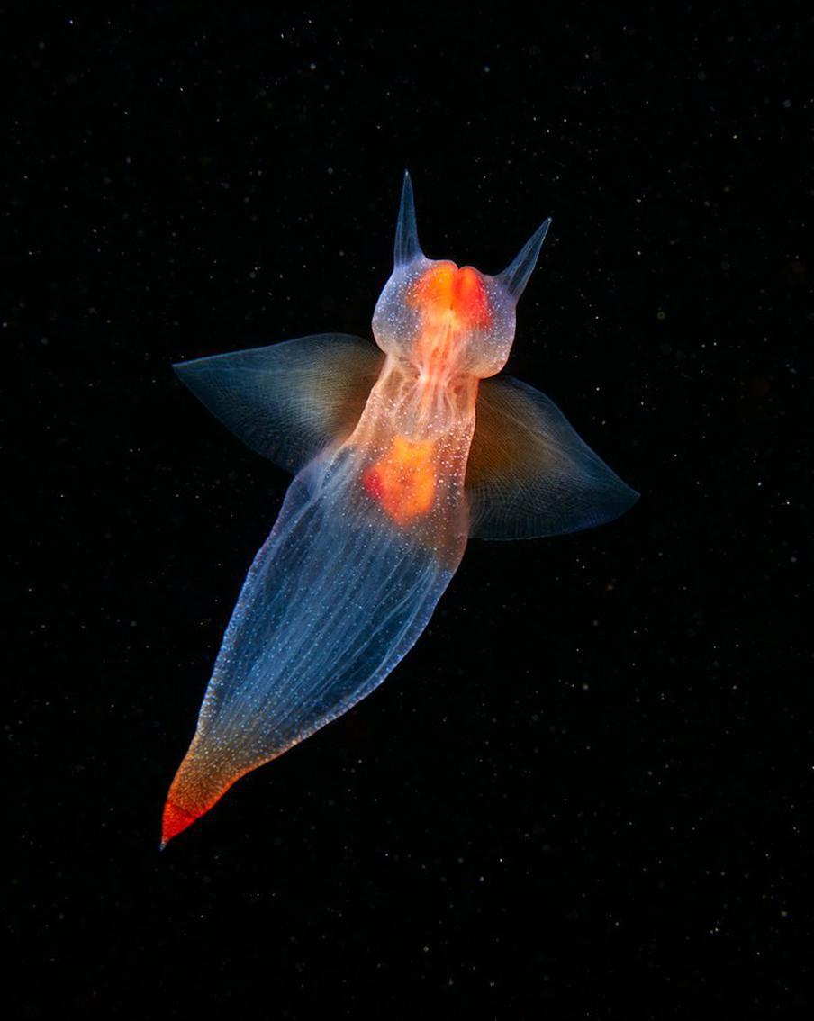 Учёные из МГУ первыми засняли, как ангелы машут крыльями и ведут охоту на чертей