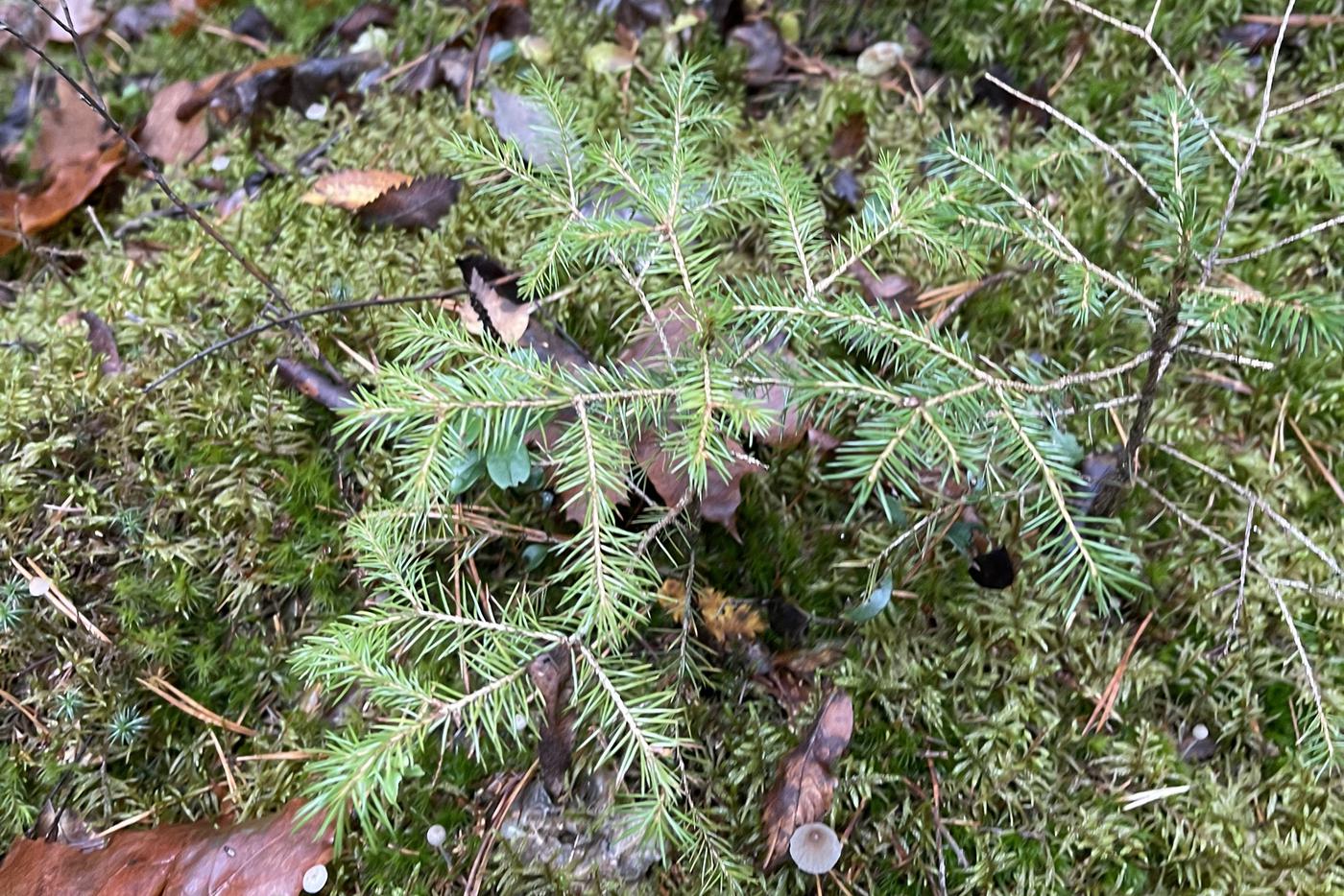 Почти 2,5 миллиона деревьев было высажено в Подмосковье в рамках акции "Сохраним лес" за пять лет