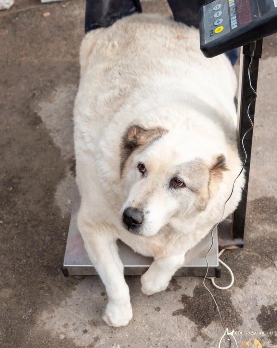 Бедный пёс весит 100 кг и не может ходить.