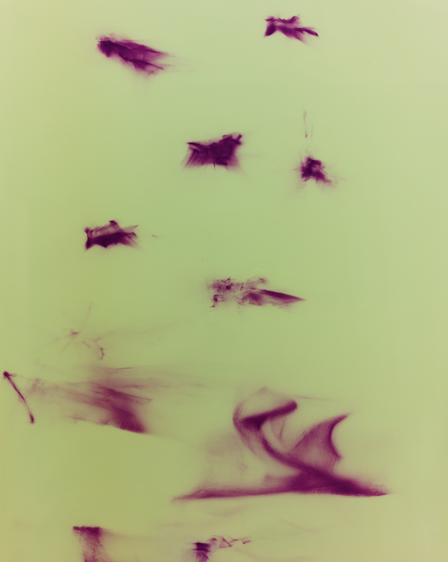 Фотография Александра Егорова на выставке "Лучи солнца в листве айвового дерева"