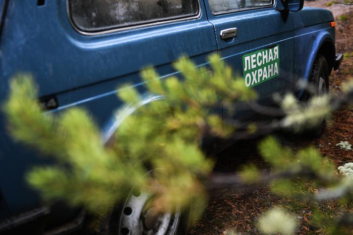 В акции "Чистый лес" в этом году приняли участие свыше 1200 жителей Московской области