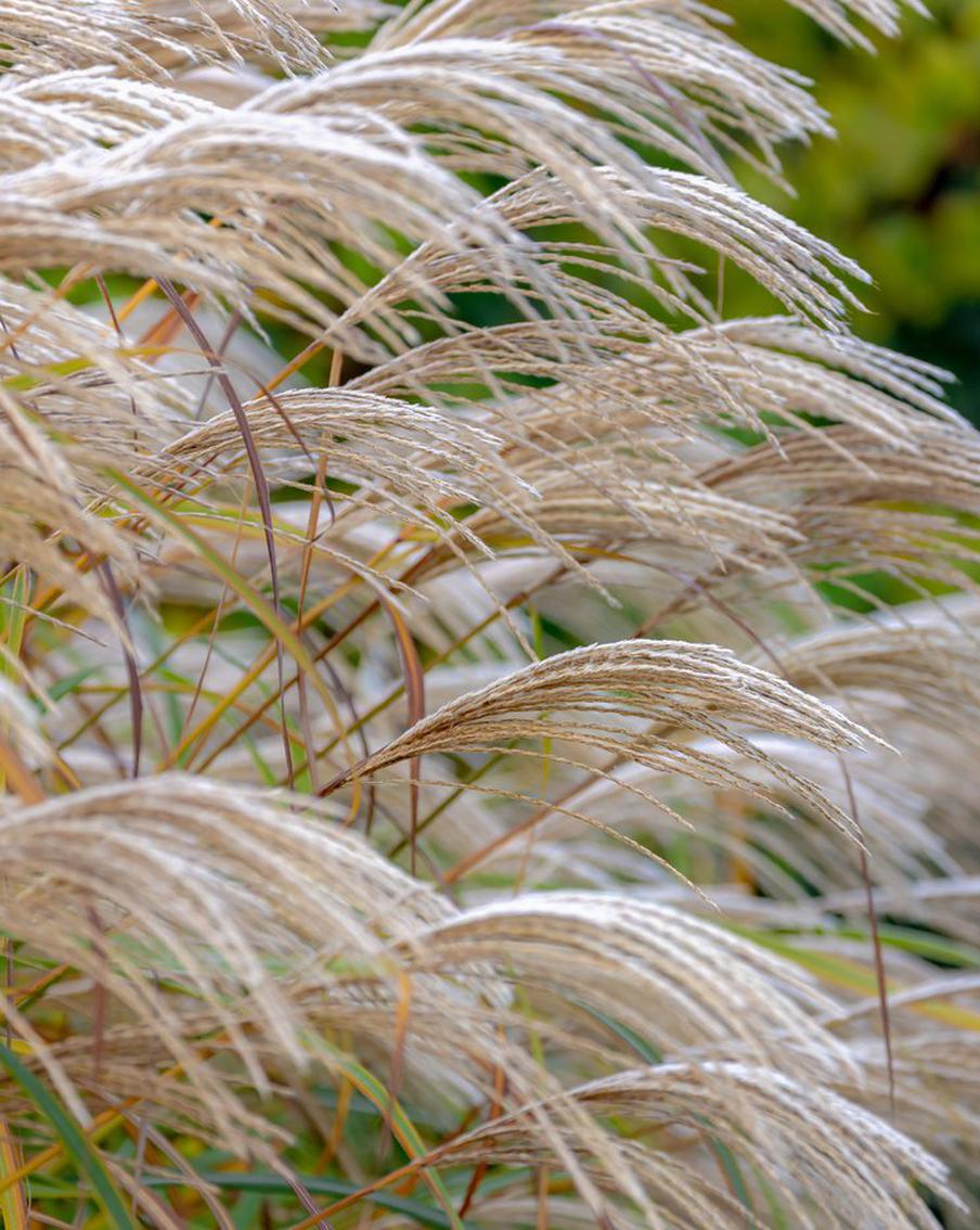 В России внедряют новую сельскохозяйственную культуру