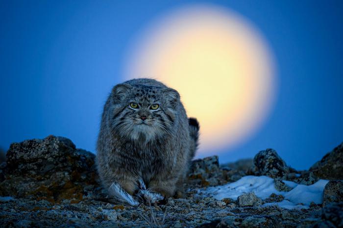 Беринговские песцы знают, где лягушки охраняют икру: лучшие фотографии из дикой природы показали в Москве