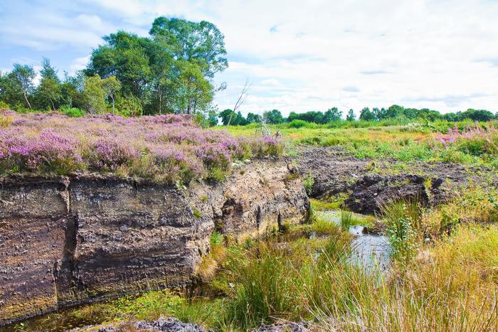 В России нашли решение проблемы заброшенных торфяников