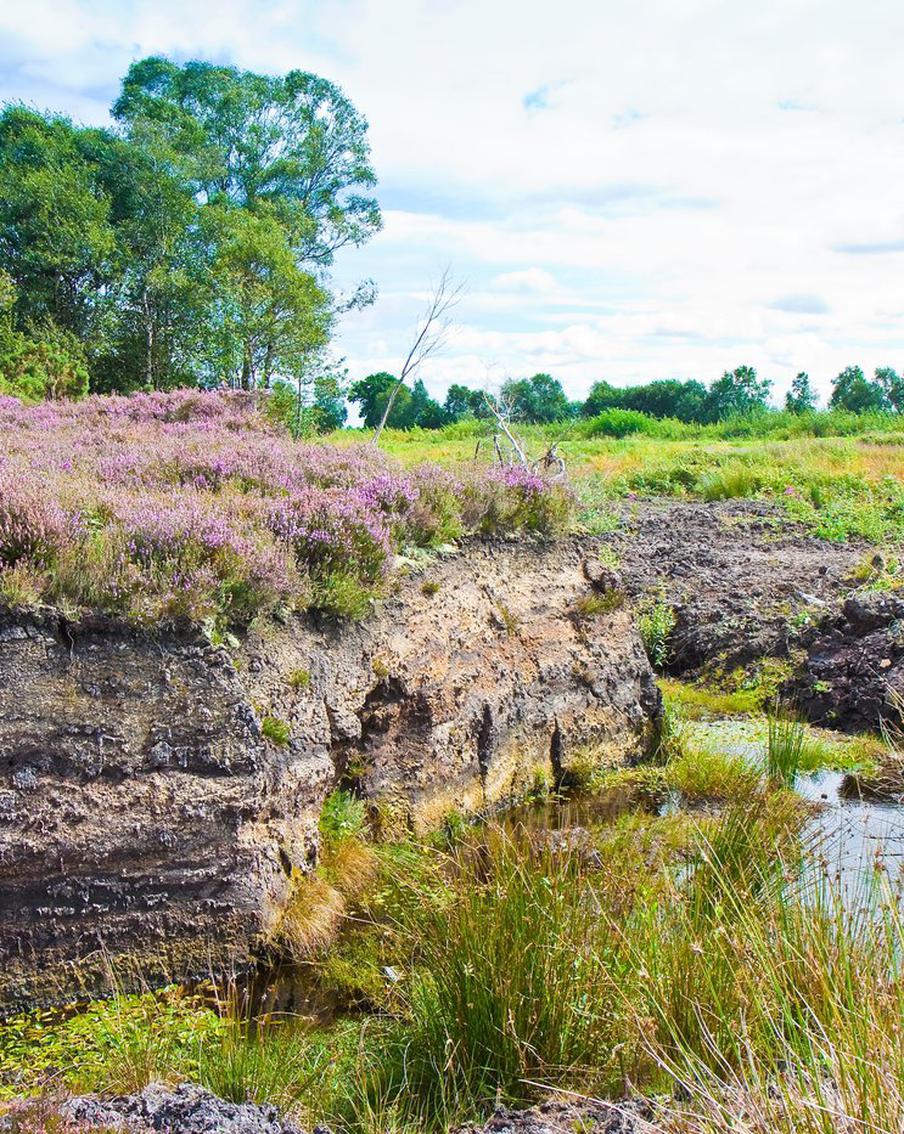 В России нашли решение проблемы заброшенных торфяников