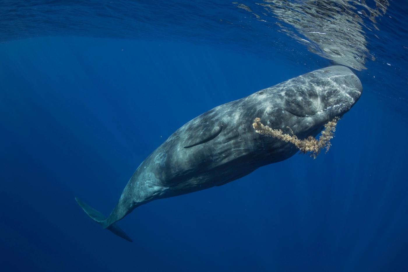 Игры и подарки. Общение с моделью – важная часть съёмки каждого фотографа. Даже под водой. Этот кашалот решил поиграть с фотографом водорослью. 