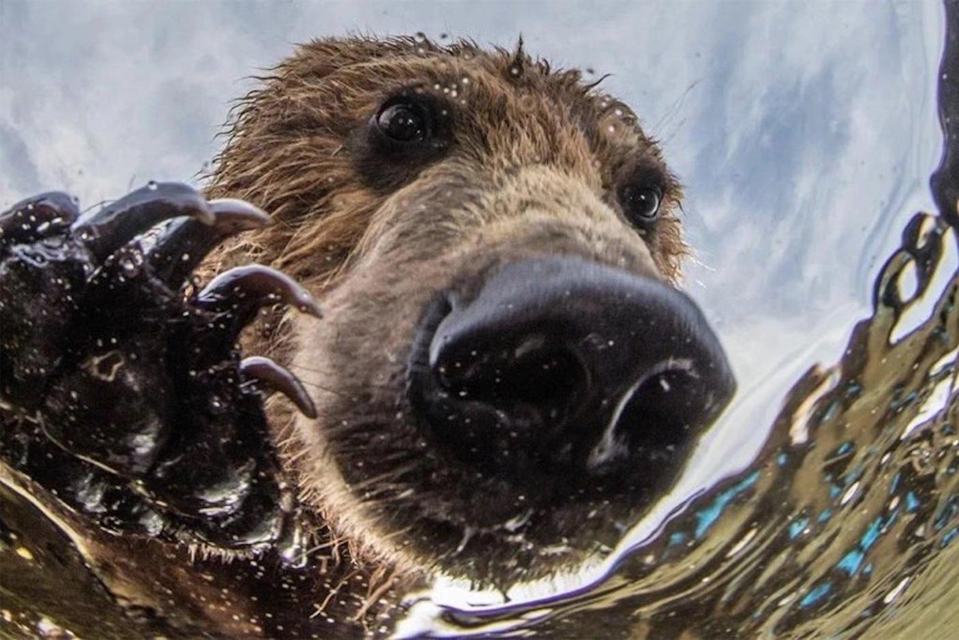 Медведи Камчатки. Серию Михаил снимал в 2015 и 2017 годах, камера погружалась в воду отдельно от фотографа – он контролировал её на расстоянии. Сами понимаете. 